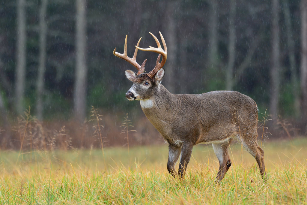 wildlife-management-southern-forestry-consultants